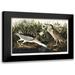Audubon John James 24x18 Black Modern Framed Museum Art Print Titled - Night Heron or Qua bird