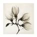 Unknown Branch with Four Magnolias 1910 1925 Canvas Art