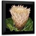 Vision Studio 12x12 Black Modern Framed Museum Art Print Titled - Dramatic Tropical Vision VI