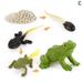 Simulation Animals Life Animals Cycle Growth Model Figures Hot Figurines M0Q7