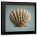 Jacks Heather 20x20 Black Modern Framed Museum Art Print Titled - Seashell Study II