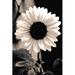 Gracie Oaks Black Sunflower - Wrapped Canvas Graphic Art Canvas in Black/White | 18 H x 12 W x 1.25 D in | Wayfair 447E76971D25467CBDDCAC4D34B6E220