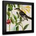 Audubon John James 12x12 Black Modern Framed Museum Art Print Titled - Avian Crop II