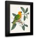 Vision Studio 13x18 Black Modern Framed Museum Art Print Titled - UA Tropical Bird and Flower I