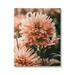 Stupell Industries Wild Pink Dahlias Spring Flowers Closeup Photography Canvas Wall Art 30 x 40 Design by Amy Brinkman