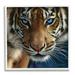 Stupell Industries Blue Eyed Beautiful Fierce Tiger Close Up Detailed Portrait 12 x 12 Design by Collin Bogle