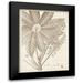 Vision Studio 19x24 Black Modern Framed Museum Art Print Titled - Sepia Exotic Plants V