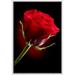 wall26 Framed Canvas Prints Wall Art - Closeup of Red Rose Flower Against Black Background | Modern Wall DecorStretched Gallery Framed Canvas Wrap Giclee Print & Ready to Hang - 16 x24