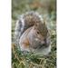 Eastern gray squirrel-Kentucky Poster Print - Adam Jones (24 x 36)