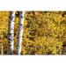 Aspen trees in autumn Poster Print - Mallorie Ostrowitz (24 x 18)