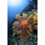 A huge soft coral sports multiple colors Raja Ampat Indonesia. Poster Print by Brook Peterson (11 x 17)