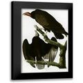 Vintage Apple Collection 13x18 Black Modern Framed Museum Art Print Titled - Turkey Buzzard