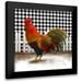 Meneely Dan 12x12 Black Modern Framed Museum Art Print Titled - Morning Rooster II