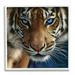 Stupell Industries Blue Eyed Beautiful Fierce Tiger Close Up Detailed Portrait 17 x 17 Design by Collin Bogle