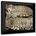 Davison Darren 12x12 Black Modern Framed Museum Art Print Titled - Leopards