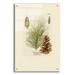 Epic Art Vintage Pine Cone by Stellar Design Studio Acrylic Glass Wall Art 24 x36
