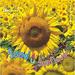 Seed to Sunflower 9781848352285 Used / Pre-owned