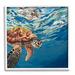 Stupell Industries Sea Turtle Swimming Distant Surface Ocean Water Waves by Stacy Gresell - Floater Frame Painting on Canvas in Blue/Brown | Wayfair