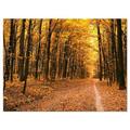 Design Art Pathway in Yellow Autumn Forest Photographic Print on Wrapped Canvas