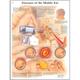 3B Scientific Wissenschaftliche Anatomie des Menschen, Krankheiten des Mittelohrs, Papierversion (Englische Version)