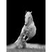 Artful Printers Horse Trot - Unframed Photograph Plastic/Acrylic in Black/Gray/White | 20 H x 16 W x 1 D in | Wayfair AC-16203253