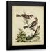 Edwards George 20x24 Black Modern Framed Museum Art Print Titled - Edwards Bird Pairs VI