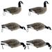 Final Approach LIVE Fully Flocked Full Body Lesser Canada Geese - 6 pack