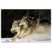 Great BIG Canvas | Pack Of Grey Wolves Running Through Deep Snow Art Print - 24x16