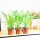 Spider Plant Chlorophytum comosum Evergreen Indoor Floor Plant in 12cm Grower Pot