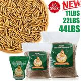 Lohoms Bulk Dried Mealworms 11 LBS Meal Worms for Chickens Wild Birds Feed Bluebirds Hamster Hen Treats Food High Protein Non-GMO Organic Mealworms