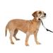 PetSafe Gentle Leader Headcollar No-Pull Dog Collar Perfect for Leash & Harness Training Stops Pets from Pulling and Choking on Walks