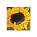 Stupell Industries Bold Yellow Summertime Sunflower Close Up Blossom Graphic Art Unframed Art Print Wall Art Design by unknown