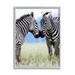 Stupell Industries Heartwarming Zebras Kissing in Field Animal Wildlife Photograph Gray Framed Art Print Wall Art Design by Danita Delimont