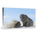 16 x 24 in. Galapagos Sea Lion Female & Pup Galapagos Islands Ecuador Art Print - Tui De Roy