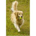 Great BIG Canvas | Happy golden retriever fetches tennis ball Art Print - 24x36