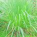 20 SEEDS LEMON GRASS MOSQUITO INSECT REPELLENT FRESH NON-GMO USA