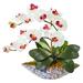 Nearly Natural Phalaenopsis Orchid Artificial Arrangement in Vase