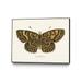 Giant Art Canvas 32x24 Antique Butterfly II Framed in Multi-Color