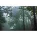 Millwood Pines Foggy Forest 2 - Wrapped Canvas Photograph Canvas in White | 24 H x 36 W x 1.25 D in | Wayfair C7CD15303383460498549A97F36623E8