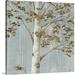 Great BIG Canvas | Birch Study II Canvas Wall Art - 24x24