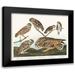 Audubon John James 23x20 Black Modern Framed Museum Art Print Titled - Burrowing Owl Large-Headed Burrowing Owl Little Night Owl Columbian Owl and Short-cared Owl