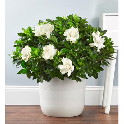 1-800-Flowers Plant Delivery Gardenia Floor Plant | Happiness Delivered To Their Door