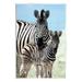 Stupell Industries Uplifting Zebra Family Mother Child Savanna Animals Photograph Unframed Art Print Wall Art Design by Danita Delimont