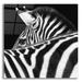 Latitude Run® Zebra III by Debra Van Swearingen - Unframed Photograph Plastic/Acrylic in Black/White | 12 H x 12 W x 0.13 D in | Wayfair