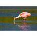 Bayou Breeze Little Estero Lagoon In Fort Myers Beach Florida USA Roseate Spoonbill Feeding w/ A Reflection Poster Print By Janet Horton (36 X 24) Paper | Wayfair