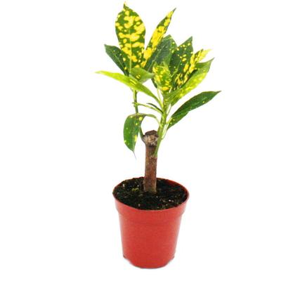 Mini-Pflanze - Croton - Codiaeum - Wunderstrauch - Ideal für kleine Schalen und Gläser - Baby-Plant