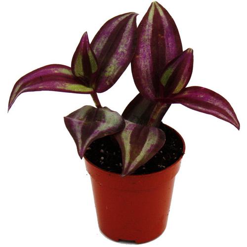 Mini-Pflanze - Tradescantia ""Purple"" - Dreimasterblume - Wasserhexe - Ideal für kleine Schalen und