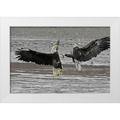 Illg Cathy and Gordon 18x13 White Modern Wood Framed Museum Art Print Titled - AK Chilkat Two bald eagles fighting