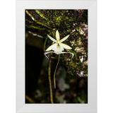 Richardson Larry 17x24 White Modern Wood Framed Museum Art Print Titled - A rare Ghost orchid grows only in swamps in south Florida