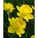 Spring Bulbs - Daffodil 'King Alfred' - 18 x Bulb Pack (18)